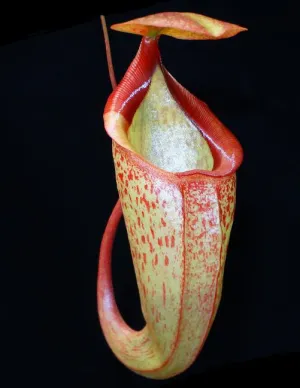 Nepenthes merrilliana x (maxima x talangensis)